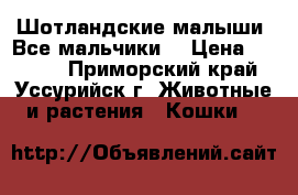 Шотландские малыши .Все мальчики. › Цена ­ 3 500 - Приморский край, Уссурийск г. Животные и растения » Кошки   